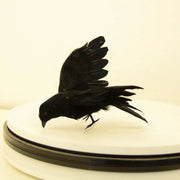 Realistic Black Crow Decor - Halloween Prop and Gothic Themed Decoration - Desktop decorations